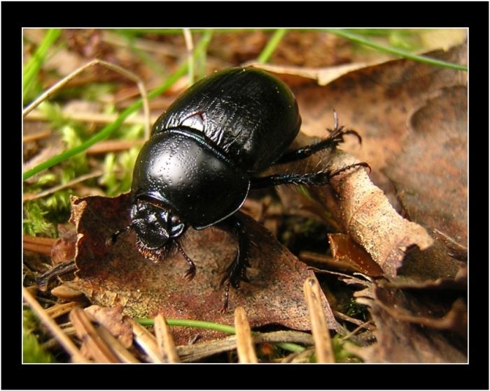 Black Knight