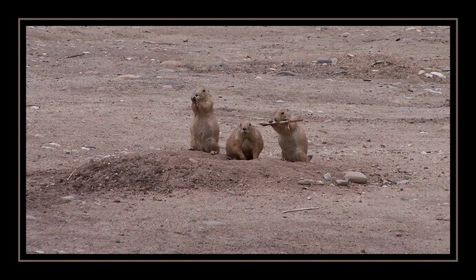 Psouní trio
