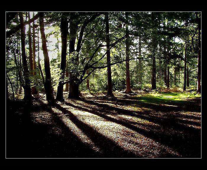 New Forest podzim