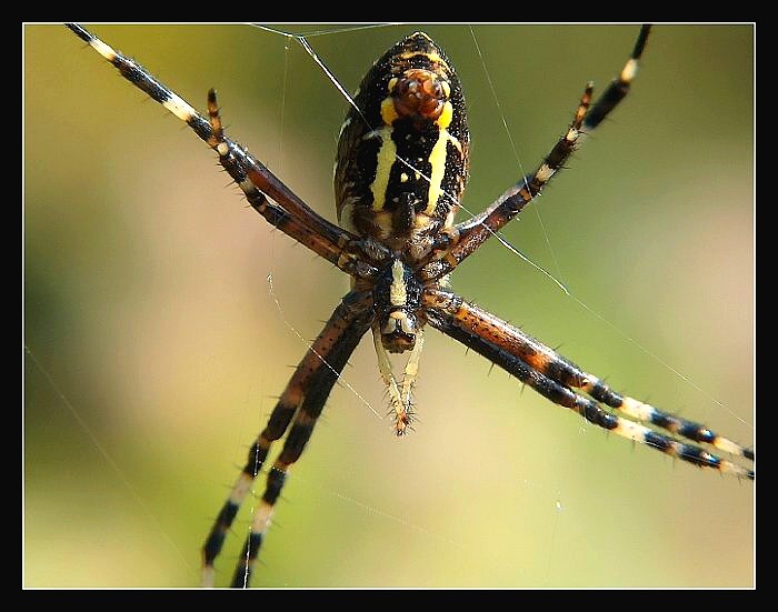 pavouk
