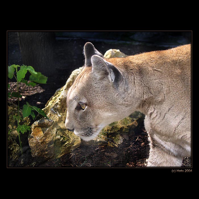 <b>... Cica  ...</b><br>