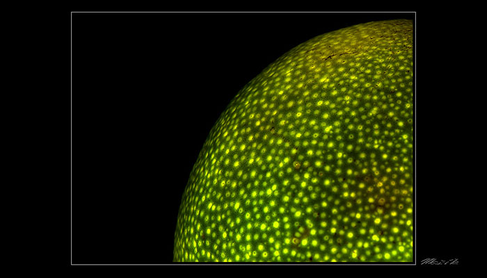 ...zelené slunce...