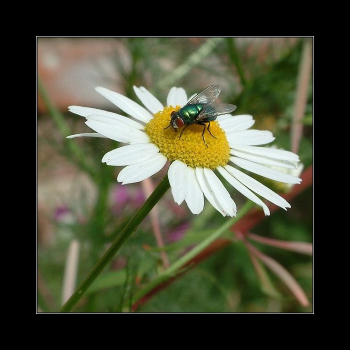 Bzzz.