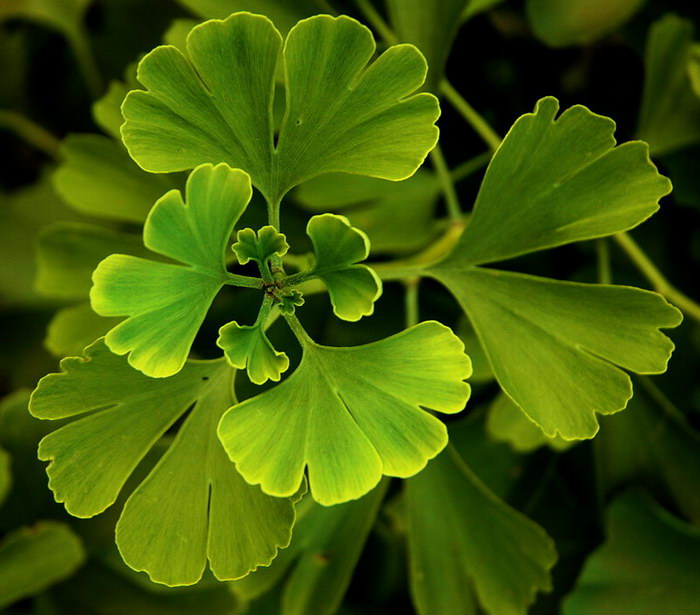 Ginko