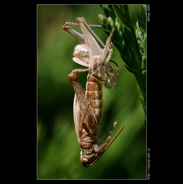 imago
