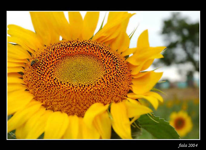 the sun