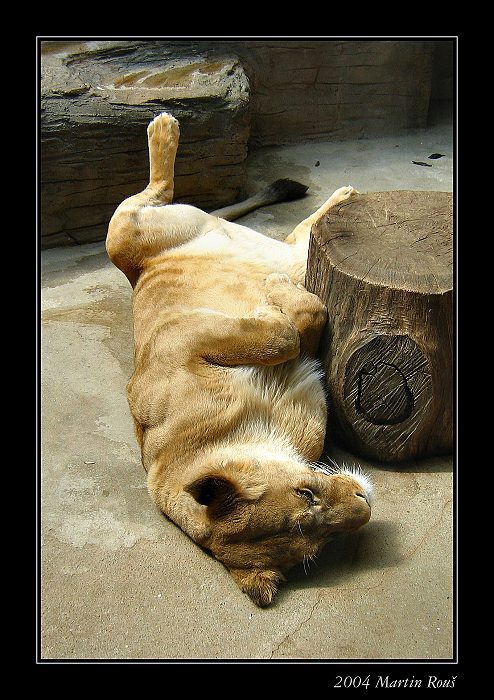 Siesta II.