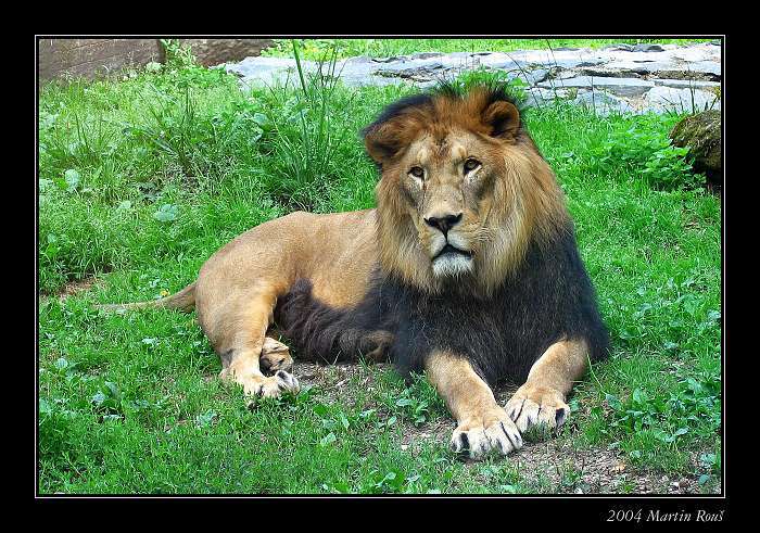 Král olomoucké ZOO