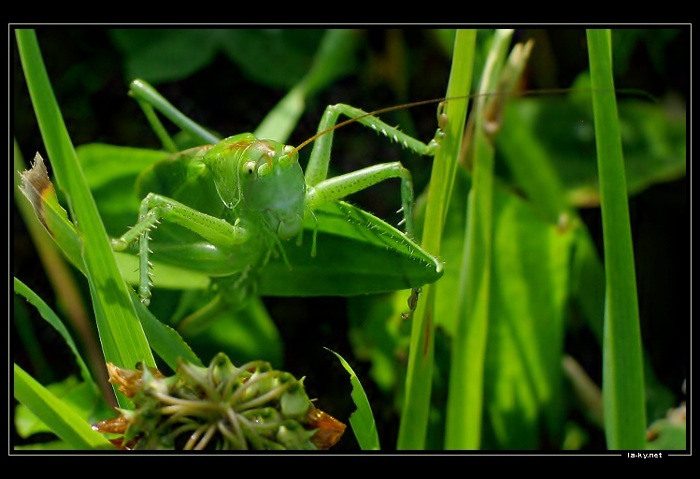 Kobylka zelená - Orthoptera