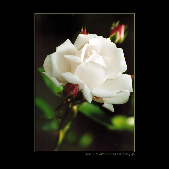 rose VII