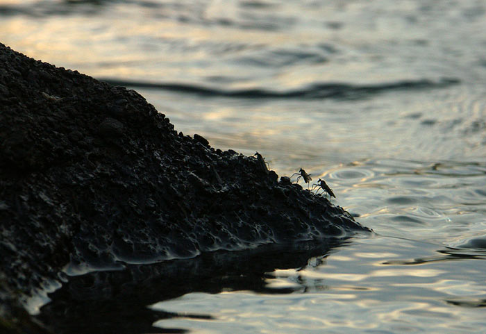 Komáre v príboji :-)