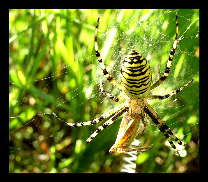 Spider-man na koni
