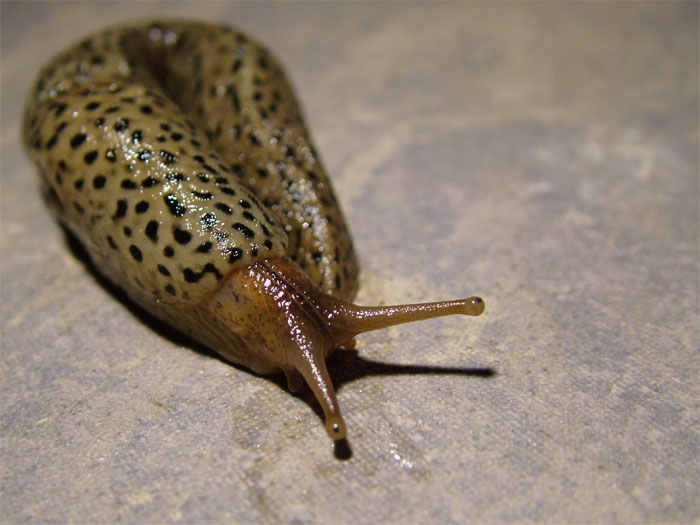 Sprint na 10cm s obrátkou