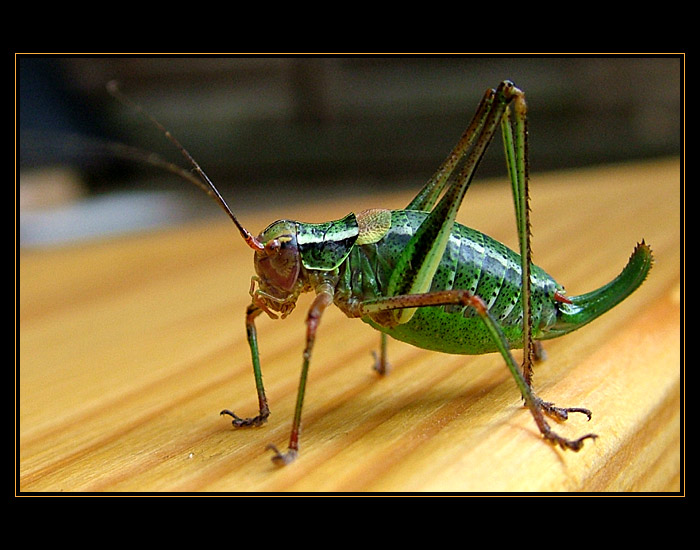 Hop