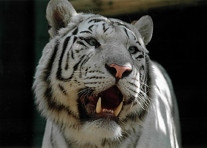 ...bílej fešák...