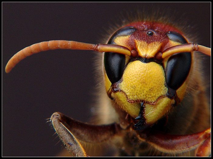 *VESPA CRABRO*