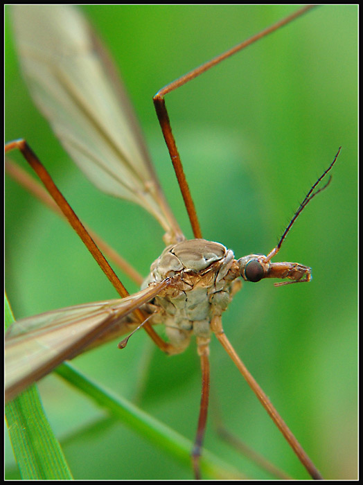 * Tipula *