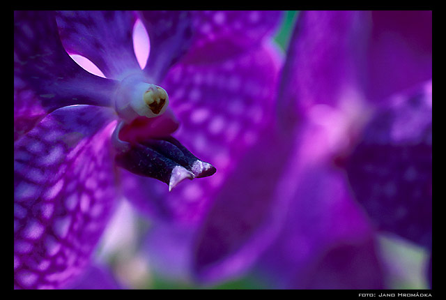 orchid