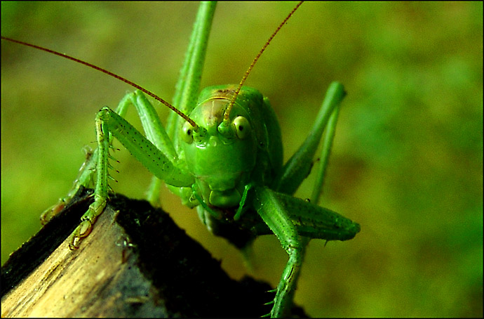 ten co kouká............