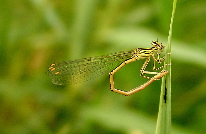 ta co se dokáže ohnout...........