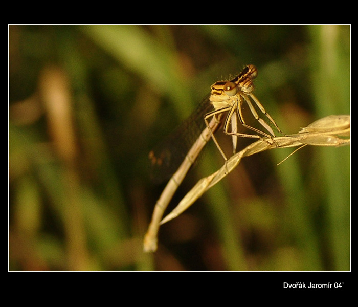 Poslední a už odlétám.............