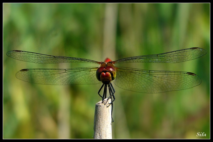 stroj na zabijeni :)