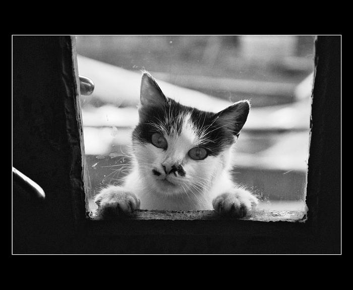 Prosim, pustis me dovnitr?