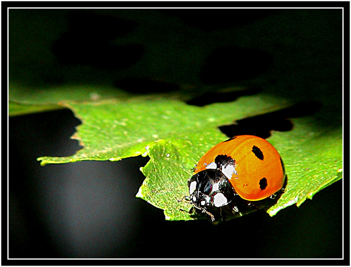 Slunící se sluníčko :)