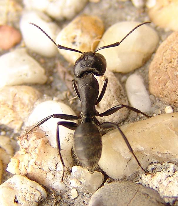 Mravcek na prechadzke.