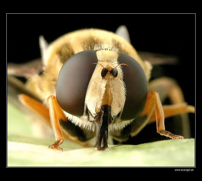 Kukadla II
