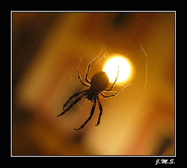 ARACHNO-SEN
