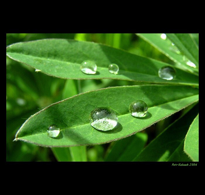 .:(há dvě ó):. - IV.