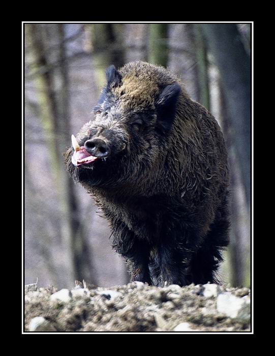 ...he he he...