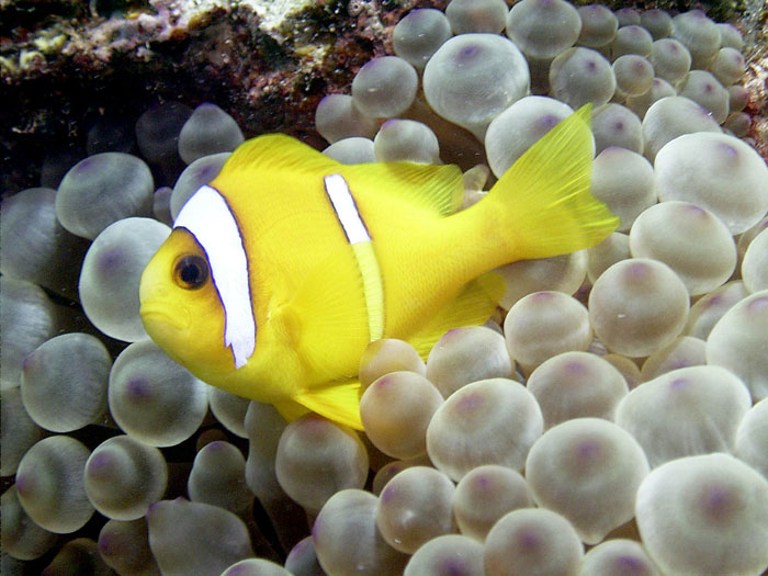Amphiprion bicinctus