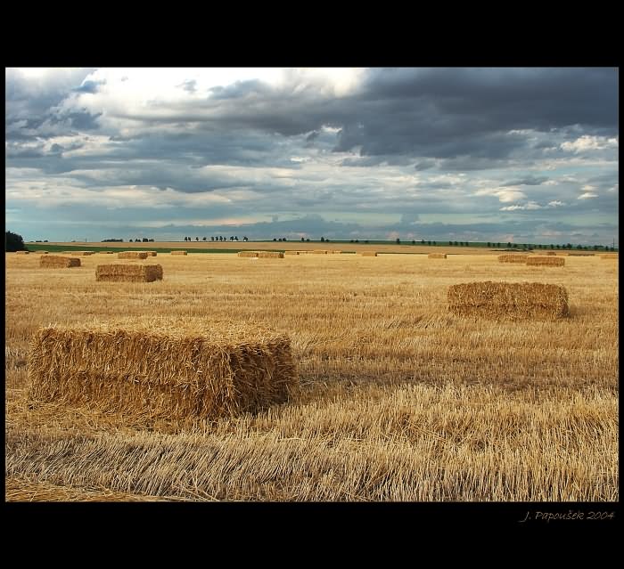 Tonoucí se stébla chytá.