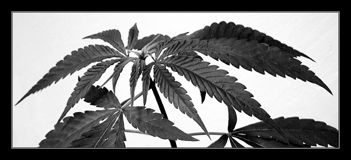 Everybody\'s smoking mariuhana ;)