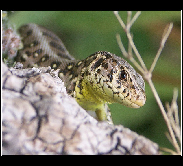 stále ve střehu