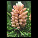 ... v plném květu ...