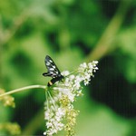 Běloskvrnač pampeliškový