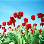 Red Tulips