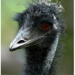 Bedlive seldován ...