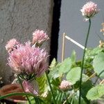 kvietok na balkóne ......