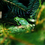 Královna zeleného království