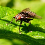 moucha podruhé :-)))