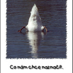 Jasné gesto