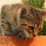 Koťátko