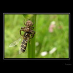 A teď  tě sežeru !