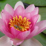 Včelka - prvni pokus