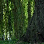 Vzpomínka na starou vrbu