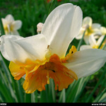 <b>PROSTĚ KYTKA</b>